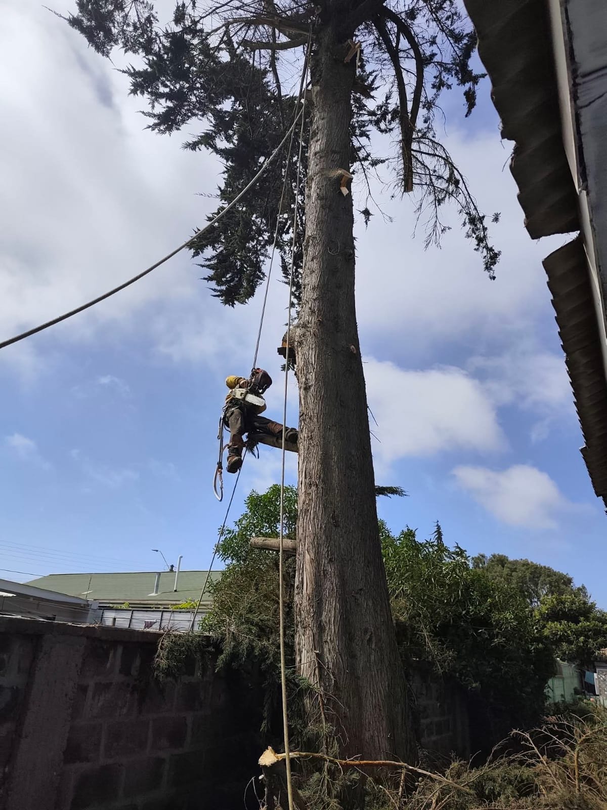 Trabajador realizando poda en altura sobre un pino